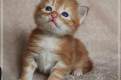 Besha-Liebeshof-red-golden-classic-tabby-3-Wochen-alt.-www.sibirische-katzen-hamburg.de-III