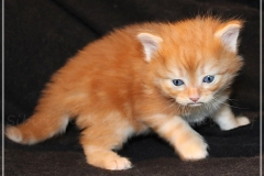 Besha-Liebeshof-red-golden-classic-tabby-4-Wochen-alt.-www.sibirische-katzen-hamburg.de-I
