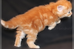 Besha-Liebeshof-red-golden-classic-tabby-4-Wochen-alt.-www.sibirische-katzen-hamburg.de-II