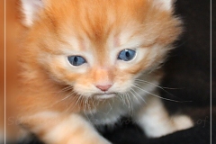 Besha-Liebeshof-red-golden-classic-tabby-4-Wochen-alt.-www.sibirische-katzen-hamburg.de-III
