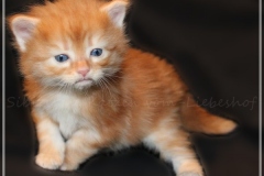 Besha-Liebeshof-red-golden-classic-tabby-4-Wochen-alt.-www.sibirische-katzen-hamburg.de_