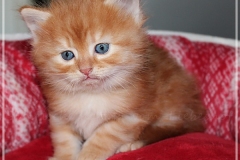 Besha-Liebeshof-red-golden-classic-tabby-5Wochen-alt.-www.sibirische-katzen-hamburg.de-I