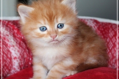 Besha-Liebeshof-red-golden-classic-tabby-5Wochen-alt.-www.sibirische-katzen-hamburg.de-II-Kopie