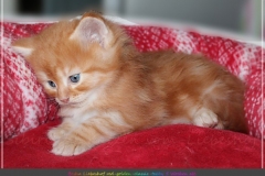 Besha-Liebeshof-red-golden-classic-tabby-5Wochen-alt.-www.sibirische-katzen-hamburg.de-III-Kopie