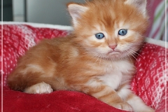 Besha-Liebeshof-red-golden-classic-tabby-5Wochen-alt.-www.sibirische-katzen-hamburg.de-V