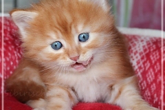 Besha-Liebeshof-red-golden-classic-tabby-5Wochen-alt.-www.sibirische-katzen-hamburg.de-VII