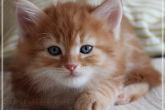 Besha-Liebeshof-red-golden-classic-tabby-7-Wochen-alt.-www.sibirische-katzen-hamburg.de-II