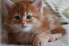 Besha-Liebeshof-red-golden-classic-tabby-7-Wochen-alt.-www.sibirische-katzen-hamburg.de-III