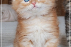 Besha-Liebeshof-red-golden-classic-tabby-7-Wochen-alt.-www.sibirische-katzen-hamburg.de-IV