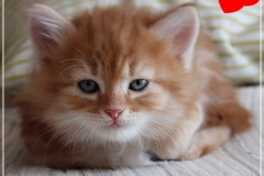 Besha-Liebeshof-red-golden-classic-tabby-7-Wochen-alt.-www.sibirische-katzen-hamburg.de_