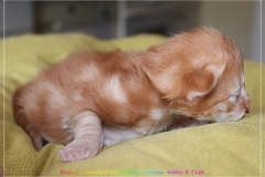 Besha-Liebeshof-red-golden-classic-tabby-8-Tage-alt.-www.sibirische-katzen-hamburg.de-I