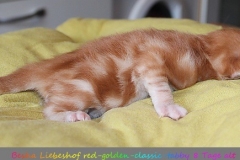 Besha-Liebeshof-red-golden-classic-tabby-8-Tage-alt.-www.sibirische-katzen-hamburg.de-III