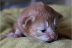 Besha-Liebeshof-red-golden-classic-tabby-8-Tage-alt.-www.sibirische-katzen-hamburg.de_
