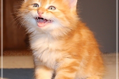 Besha-Liebeshof-red-golden-classic-tabby-8-Wochen-alt.-www.sibirische-katzen-hamburg.de-I