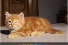 Besha-Liebeshof-red-golden-classic-tabby-8-Wochen-alt.-www.sibirische-katzen-hamburg.de-II