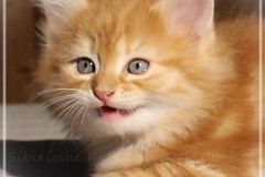 Besha-Liebeshof-red-golden-classic-tabby-8-Wochen-alt.-www.sibirische-katzen-hamburg.de-III