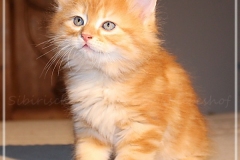 Besha-Liebeshof-red-golden-classic-tabby-8-Wochen-alt.-www.sibirische-katzen-hamburg.de_
