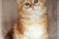 Besha-Liebeshof-red-golden-classic-tabby-9-Wochen-alt.-www.sibirische-katzen-hamburg.de-I