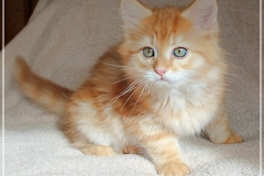 Besha-Liebeshof-red-golden-classic-tabby-9-Wochen-alt.-www.sibirische-katzen-hamburg.de-II