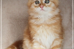 Besha-Liebeshof-red-golden-classic-tabby-9-Wochen-alt.-www.sibirische-katzen-hamburg.de_