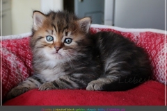 Best-Charles-Liebeshof-black-golden-classic-taby-5-Wochen-alt.-www.sibirische-katzen-hamburg.de-II
