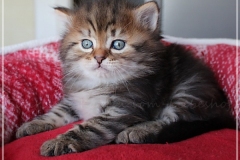 Best-Charles-Liebeshof-black-golden-classic-taby-5-Wochen-alt.-www.sibirische-katzen-hamburg.de-III
