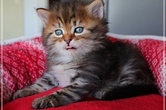 Best-Charles-Liebeshof-black-golden-classic-taby-5-Wochen-alt.-www.sibirische-katzen-hamburg.de-IV