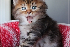 Best-Charles-Liebeshof-black-golden-classic-taby-5-Wochen-alt.-www.sibirische-katzen-hamburg.de-V