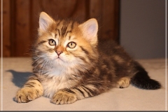 Best-Charles-Liebeshof-black-golden-classic-taby-8-Wochen-alt.-www.sibirische-katzen-hamburg.de-I