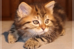 Best-Charles-Liebeshof-black-golden-classic-taby-8-Wochen-alt.-www.sibirische-katzen-hamburg.de-II