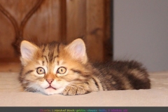 Best-Charles-Liebeshof-black-golden-classic-taby-8-Wochen-alt.-www.sibirische-katzen-hamburg.de-III