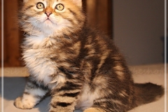 Best-Charles-Liebeshof-black-golden-classic-taby-8-Wochen-alt.-www.sibirische-katzen-hamburg.de-IV