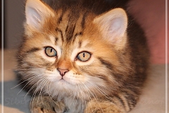 Best-Charles-Liebeshof-black-golden-classic-taby-8-Wochen-alt.-www.sibirische-katzen-hamburg.de_