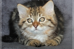 Charles-Liebeshof-black-golden-classic-tabby-11-Wochen-alt.-www.sibirische-katzen-hamburg.de-I