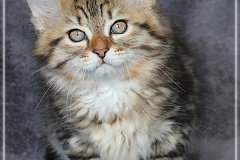 Charles-Liebeshof-black-golden-classic-tabby-11-Wochen-alt.-www.sibirische-katzen-hamburg.de-II