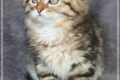 Charles-Liebeshof-black-golden-classic-tabby-11-Wochen-alt.-www.sibirische-katzen-hamburg.de-III