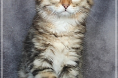 Charles-Liebeshof-black-golden-classic-tabby-11-Wochen-alt.-www.sibirische-katzen-hamburg.de-IV