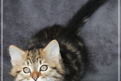 Charles-Liebeshof-black-golden-classic-tabby-11-Wochen-alt.-www.sibirische-katzen-hamburg.de_