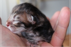 Charles-Liebeshof-black-golden-classic-taby-2-Tage-alt.-www.sibirische-katzen-hamburg.de-II