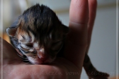 Charles-Liebeshof-black-golden-classic-taby-2-Tage-alt.-www.sibirische-katzen-hamburg.de_