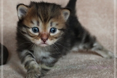 Charles-Liebeshof-black-golden-classic-taby-3-Wochen-alt.-www.sibirische-katzen-hamburg.de-I