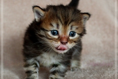 Charles-Liebeshof-black-golden-classic-taby-3-Wochen-alt.-www.sibirische-katzen-hamburg.de-II
