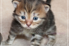 Charles-Liebeshof-black-golden-classic-taby-3-Wochen-alt.-www.sibirische-katzen-hamburg.de-III