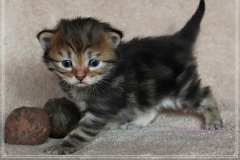 Charles-Liebeshof-black-golden-classic-taby-3-Wochen-alt.-www.sibirische-katzen-hamburg.de_