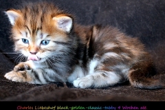 Charles-Liebeshof-black-golden-classic-taby-4-Wochen-alt.-www.sibirische-katzen-hamburg.de-I