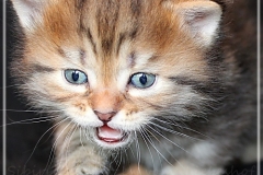 Charles-Liebeshof-black-golden-classic-taby-4-Wochen-alt.-www.sibirische-katzen-hamburg.de-II