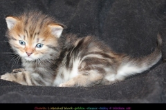 Charles-Liebeshof-black-golden-classic-taby-4-Wochen-alt.-www.sibirische-katzen-hamburg.de-III