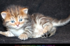 Charles-Liebeshof-black-golden-classic-taby-4-Wochen-alt.-www.sibirische-katzen-hamburg.de-IV