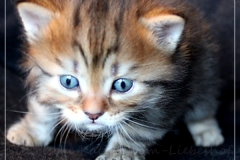 Charles-Liebeshof-black-golden-classic-taby-4-Wochen-alt.-www.sibirische-katzen-hamburg.de_