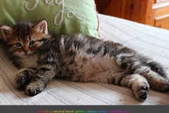 Charles-Liebeshof-black-golden-classic-taby-7-Wochen-alt.-www.sibirische-katzen-hamburg.de-I